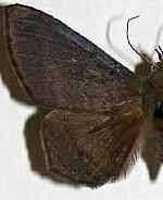 Euclystis sytis