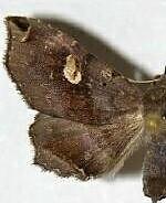 Euclystis insana