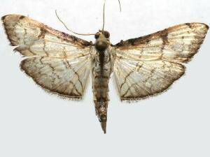 Hileithia decostalis