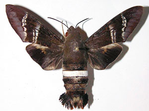 Aellopos fadus