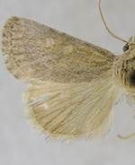 Leucocnemis obscurella