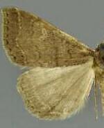 Renia mortualis