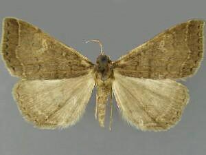 Renia mortualis