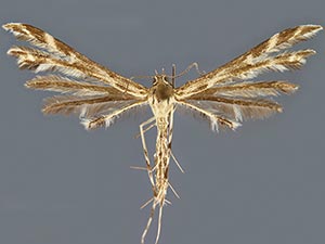 Oxyptilus eleanerae