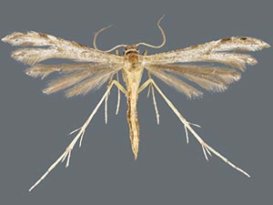 Adaina thomae