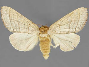 Datana neomexicana