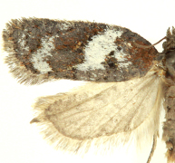 Acleris arcticana