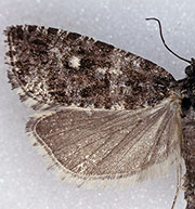 Phiaris turfosana