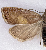 Dichrorampha simulana