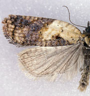 Acleris fragariana