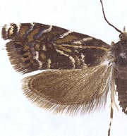 Thaumatographa youngiella