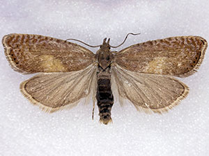 Dichrorampha simulana