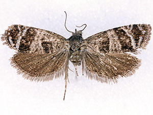 Eucosmini sp.