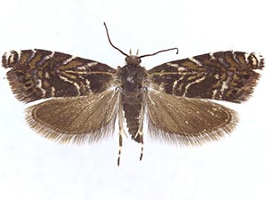 Thaumatographa youngiella