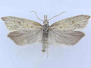 Aethes monera