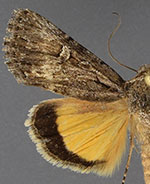 Sympistis euta