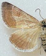 Schinia buta