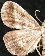 Tetanolita palligera