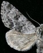 Acronicta lupini