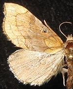 Bistica noela