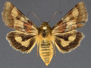 Schinia amblys