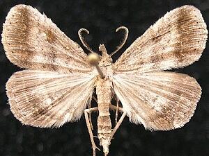 Tetanolita palligera