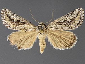 Airamia albiocula