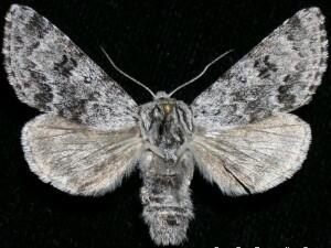 Acronicta lupini