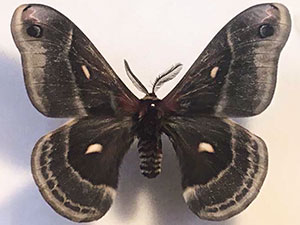 Hyalophora columbia