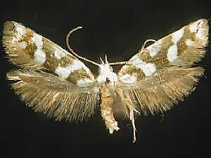 Argyresthia calliphanes