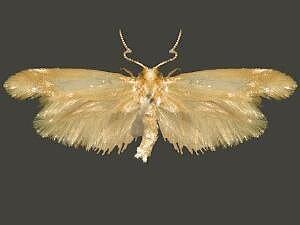 Argyresthia mariana