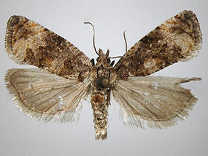 Endothenia montanana