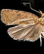 Agonopterix thelmae