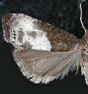 Notocelia cynosbatella