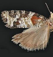 Epinotia radicana