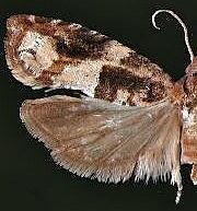 Rhopobota naevana