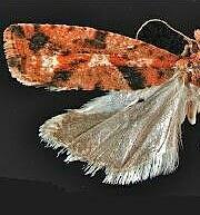 Epinotia solandriana