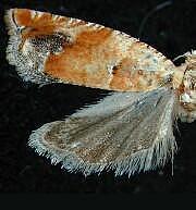 Epinotia terracoctana