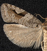 Epinotia signiferana