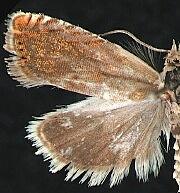 Dichrorampha vancouverana