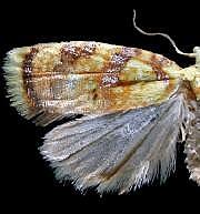 Acleris albicomana