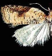 Acleris britannia