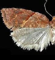 Acleris maccana