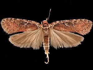 Agonopterix oregonensis