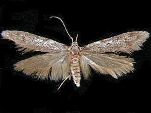 Asaphocrita aphidiella