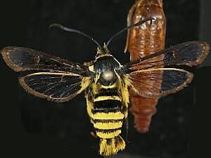 Synanthedon sequoiae