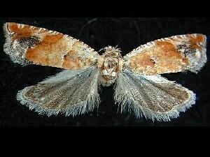 Epinotia terracoctana