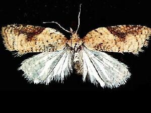 Acleris britannia