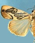 Dichogama redtenbacheri