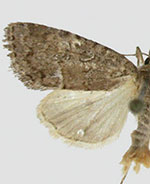 Cherokeea attakullakulla